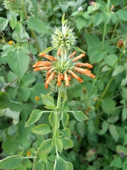 Leonotis nepetifolia