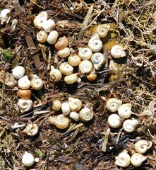 Planorbella campanulata