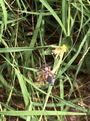 Apiomerus flaviventris