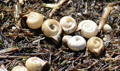Planorbella campanulata