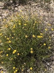 Sidneya tenuifolia