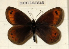 Erebia montanus