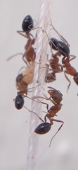 Monomorium
