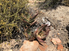 Aloe perfoliata