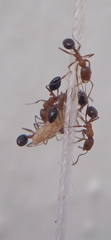 Monomorium