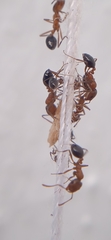 Monomorium