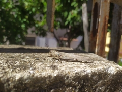 Anacridium aegyptium