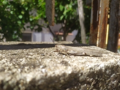 Anacridium aegyptium