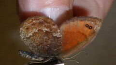 Erebia montanus