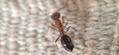 Monomorium