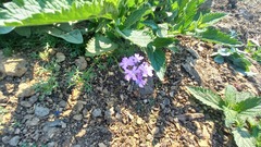 Verbena rigida