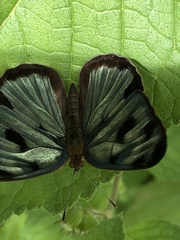 Dynamine postverta mexicana