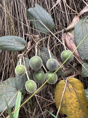 Passiflora bogotensis