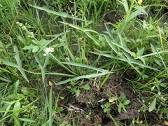 Sagittaria trifolia