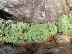 Cladonia caespiticia