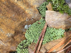 Cladonia caespiticia