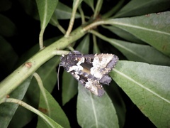 Phlogophora albovittata