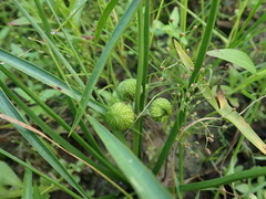 Sagittaria trifolia