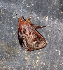 Phocoderma velutina