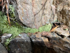 Cladonia caespiticia