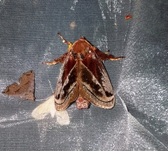 Phocoderma velutina