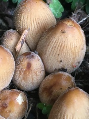 Coprinellus