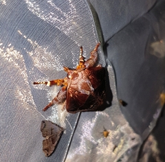 Phocoderma velutina