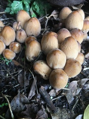 Coprinellus