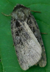Noctuina