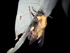 Bombus diversus diversus