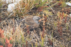Leucosticte tephrocotis