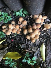 Coprinellus