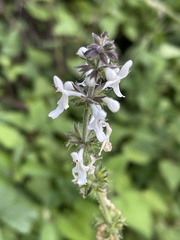 Stachys grandifolia