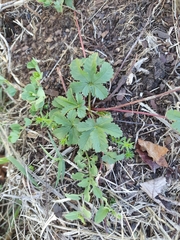 Potentilla reptans