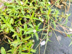 Eclipta prostrata