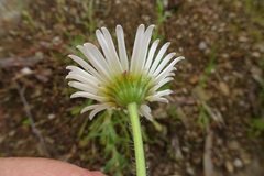 Brachyscome diversifolia