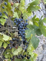 Vitis vinifera