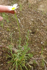 Brachyscome diversifolia