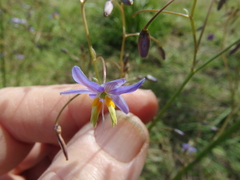 Dianella longifolia