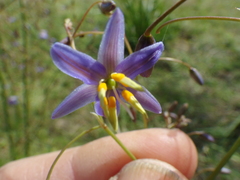 Dianella longifolia