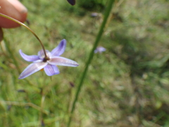 Dianella longifolia