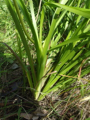 Dianella longifolia