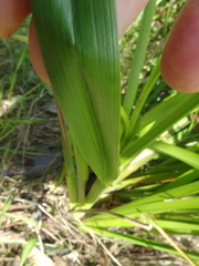 Dianella longifolia