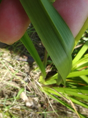 Dianella longifolia