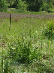 Dianella longifolia