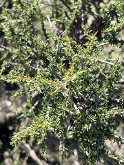 Condalia ericoides