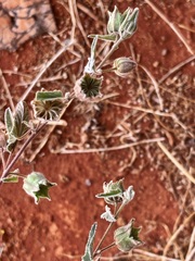 Abutilon cryptopetalum