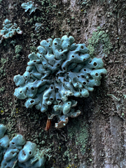Menegazzia