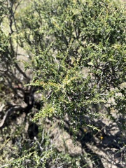 Condalia ericoides