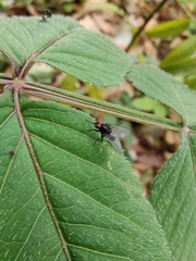 Anthomyiidae